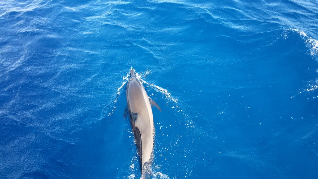 dolphin-maldives
