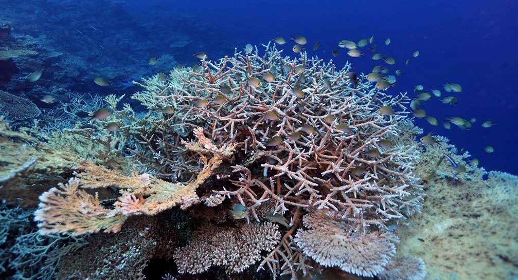 coral with fish