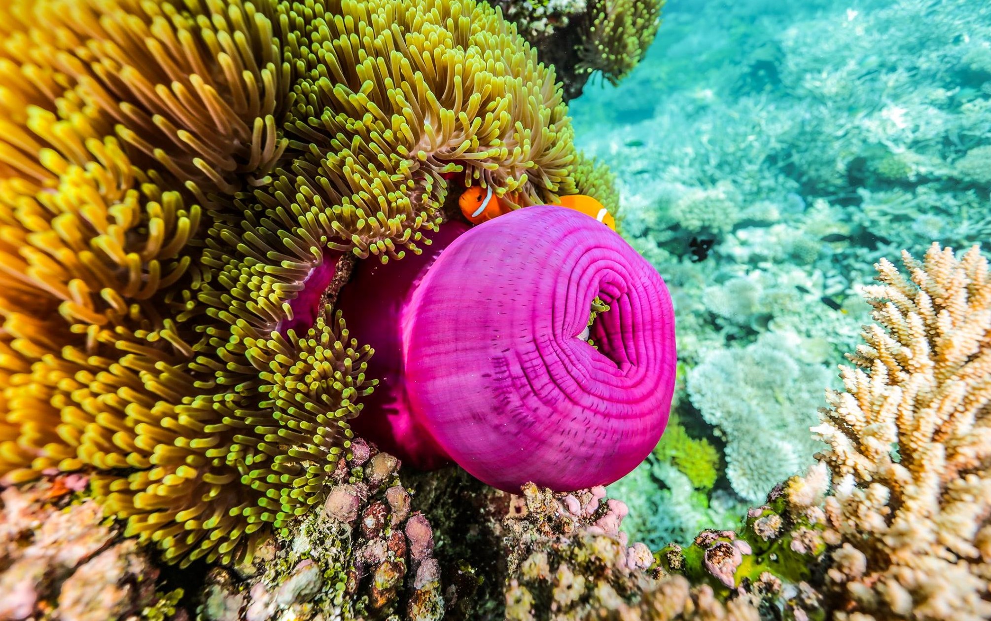 corals in huvadhoo atoll