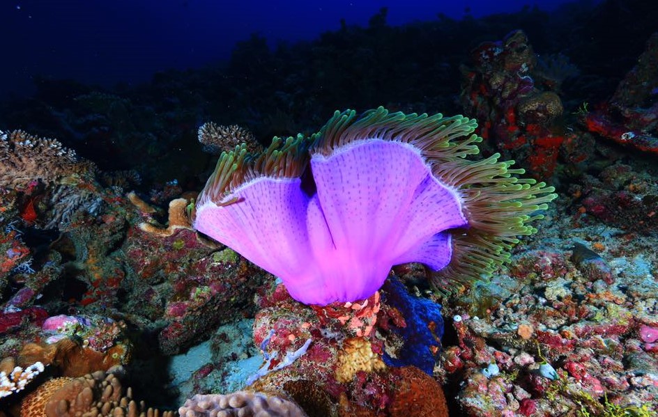 diving at ayada