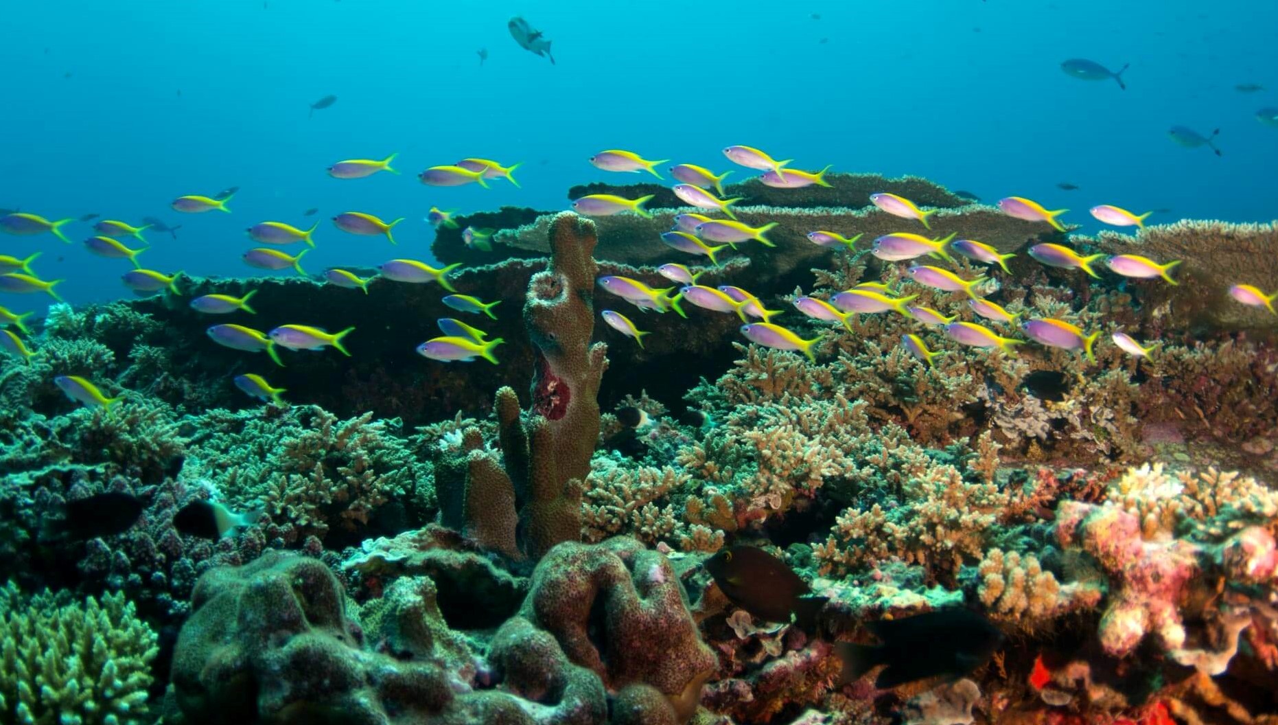 snorkeling at amari