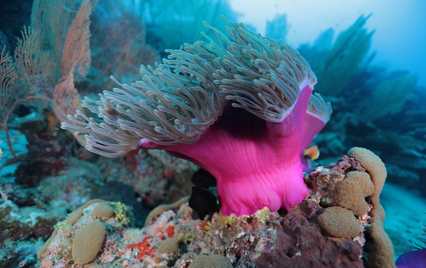soft coral
